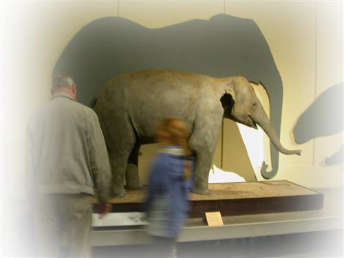 berlin elephant feathered.jpg - Persistence of Insincerity detail